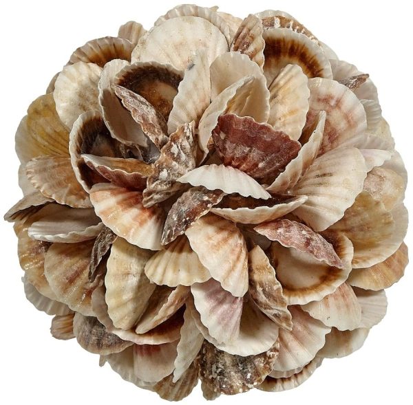 Mixed Pecten Shell Orb on Sale