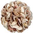 Mixed Pecten Shell Orb on Sale