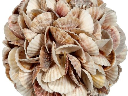 Mixed Pecten Shell Orb on Sale